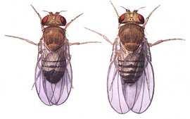 1.13. CARACTERÍSTICAS MORFOLÓGICAS MOSCA DE LA FRUTA (Drosophila melanogaster) Drosophila melanogaster Clasificación científica Reino: Filo: Clase: Orden: Animalia Artrópodo Insecto Diptero Familia: