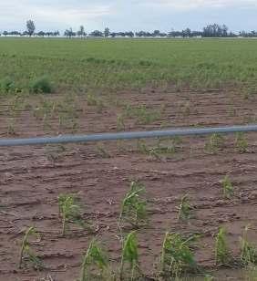 viento, las cuales provocaron desgrane en el cultivo de trigo, defoliación en maíz y pérdida de plántulas recién emergidas de soja.