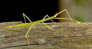 Cucarachas (Blattaria): nocturnas y omnívoras Mantis (Mantodea):