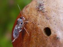 Parasitoides de insectos dañinos (lucha biológica).