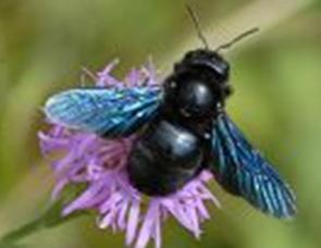 Abejas, avispas, abejorros y hormigas Fam Apidae Grandes polinizadores Abejas