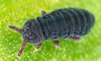 ) el mayor insecto 80 cm; Meganeura monyii