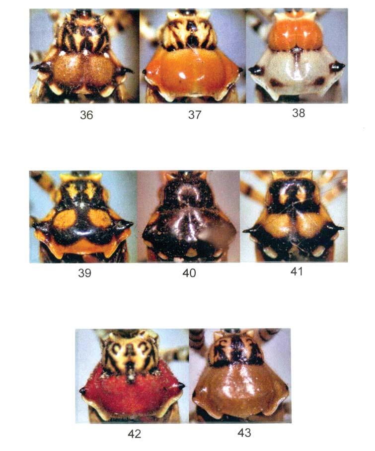 Revista Mexicana de Biodiversidad 78: 85-98, 2007 97 Figuras 36-43. Pselliopus spp. Pronoto. 36. P. nigropictus (Champion). 37. P. cosmopolites n.