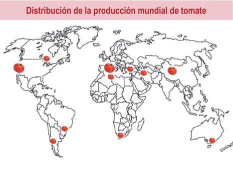 En la campaña 2012 se ha producido un descenso generalizado de superficie dedicada al cultivo en toda la Unión Europea, que en el caso de España ha sido de un 18%, unas 4.000 hectáreas menos.