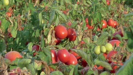 935-1,5 (Fuente AGRUCON, miles t) En España el tomate representa más de la mitad de la producción total del sector de conservas vegetales.