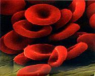Anemia falciforme causada por un único cambio aminoacídico Resulta al mutar el gen de la globina beta, que se encuentra en el