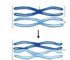(sinapsis). Cada par de homólogos forma una tétrada o bivalente.