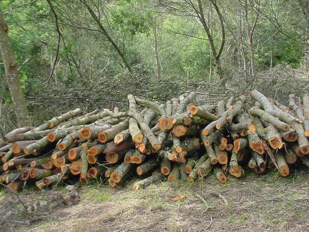 El silvopastoreo incrementa los ingresos totales de la finca (Ingresos Adicionales) Producción de madera y estacones en silvopastoreo (A. mangium + B.