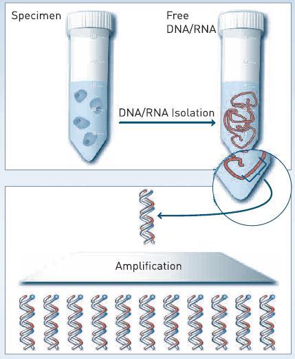 DNA Strip technology Punto de inicio: Aislamiento del ácido Nucleico Principio