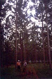 Pinus elliotii, 11 años, plantado a 5 m x 2.