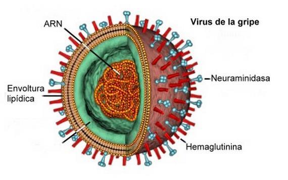 Influenza A H9 Existen nueve subtipos de AH9 (H9N1, H9N2, H9N3, H9N4, H9N5, H9N6, H9N7, H9N8 y H9N9); todos los virus H9 detectados a nivel mundial en aves silvestres y de corral son virus de la