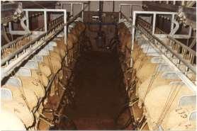 PRODUCCIÓN LÁCTEA Período Lactación 60 días cría cordero / 50 70 días ordeño Producción media leche oveja / año 30 50 litros Composición o Grasa: