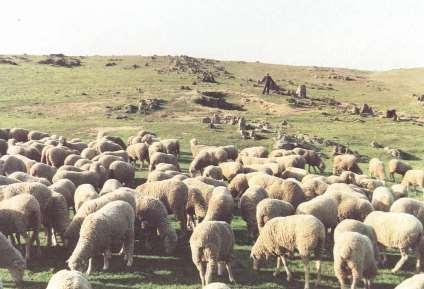 DEFINICIÓN Raza Ovina más antigua de España producción lana y