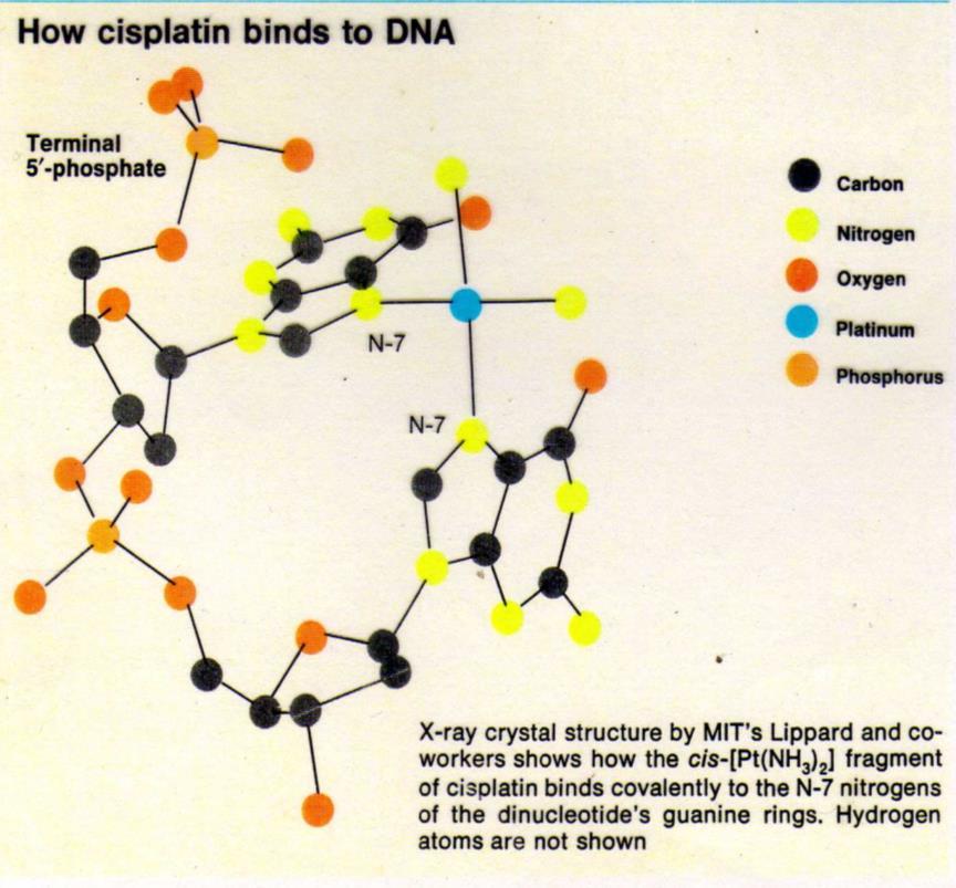 Cisplatino Complejos de Platino Complejo de platino (II) unido a dos ligandos cloro y dos amoníaco