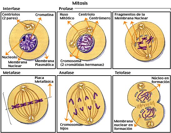 Antimitóticos Los microtúbulos