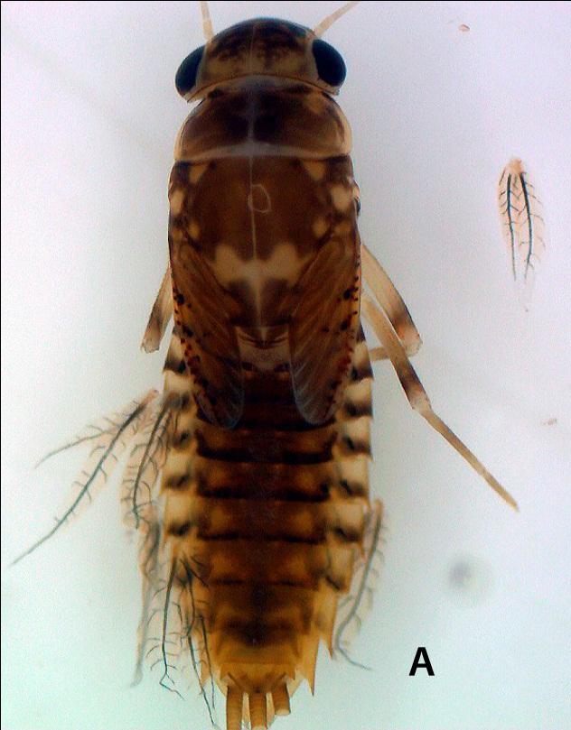 Primer registro de la ninfa de Fittkaulus amazonicus Kluge (ephemeroptera-leptophlebiidae) para Colombia... 99 Diagnosis.