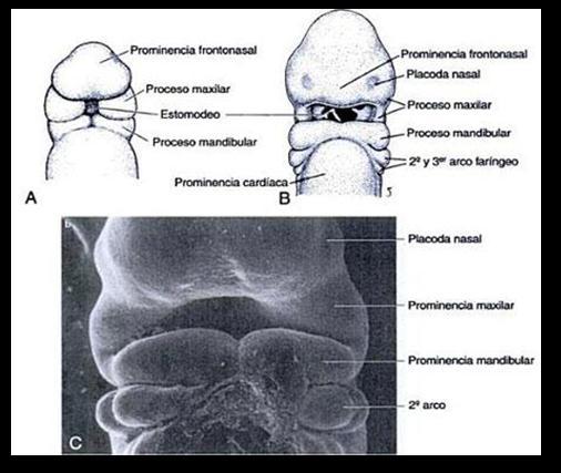Embriogénesis Durante la formación del paladar primario surge un mecanismo de acomodación de la lengua,