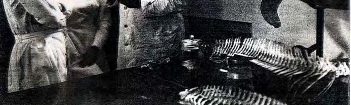 Agustín Riggi, éste designó en su reemplazo como Jefe de Ictiología al Dr. Rogelio Bartolomé López. Bibliografía BALECH, E. 1942. Tintinnoideos del Estrecho Le Maire.