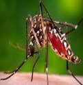 Situación y Tendencia de la Vigilancia Epidemiológica ENFERMEDADES TRANSMITIDAS POR VECTORES DENGUE El dengue es una enfermedad febril producida por el virus del dengue, el cual tiene cuatro