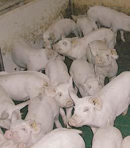 CARGA CERDOS Manejo correcto de los cerdos en la 1ª Fase de carga Pasamos a describir los pasos que se realizan y el modo como deben hacerse para que la carga de los cerdos sea cómoda tanto para las