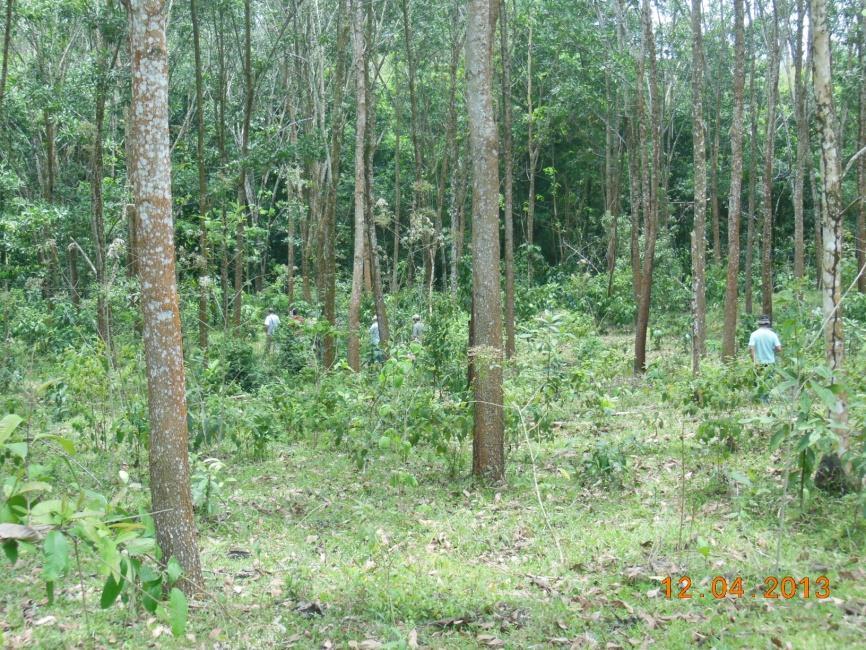 PLANTACIONES FORESTALES DE MLR-FORESTAL y NORTEAK FOREST Hectáreas de plantación MLR Forestal Norteak Teca 2,860 920