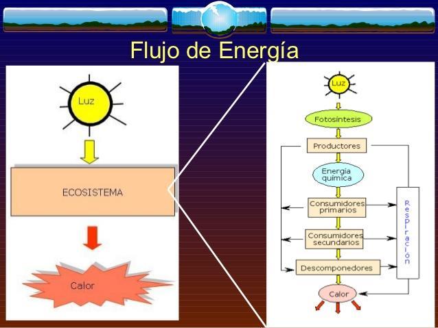 Flujo de energía El ecosistema se mantiene en funcionamiento gracias al flujo de energía que va pasando de un