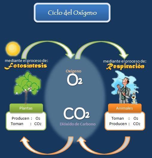 Ciclo del Oxígeno El oxígeno es el elemento químico más abundante en los seres vivos. Forma parte del agua y de todo tipo de moléculas orgánicas.