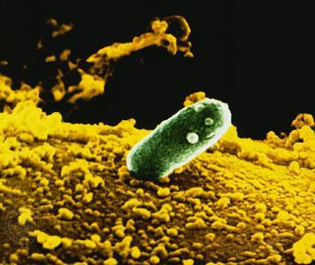 Ciclo del Nitrógeno Bacterias y algas que pueden usar el N 2 del aire juegan un papel muy importante en el ciclo de este elemento al