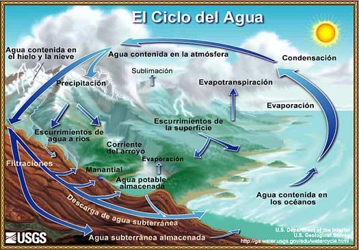 Ciclo del agua El agua es un importantísimo componente de los seres vivos y es factor limitante de la