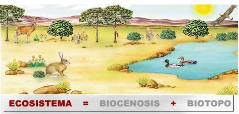 Definición de ecosistema Es un sistema natural que está formado por un conjunto de organismos vivos (biocenosis) y el medio