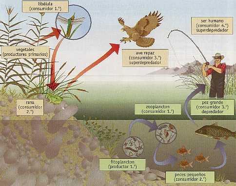 Relaciones alimentarias Los ecosistemas se estudian analizando las relaciones alimentarias, los ciclos de la materia y los flujos de energía.