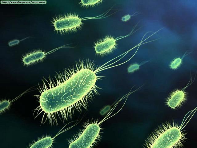 necrófagos, como algunos hongos o bacterias