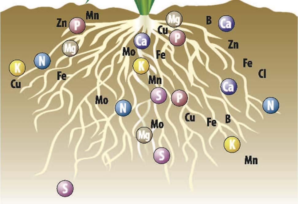las raíces cuando están disueltos en agua Los nutrientes