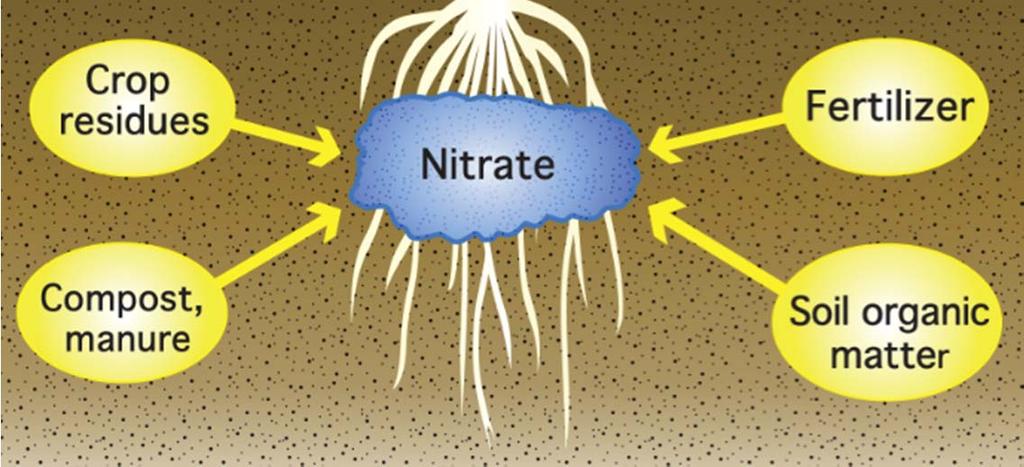 planta Por ejemplo, el nitrato es igual provenga de un fertilizante, de estiércol o de la materia