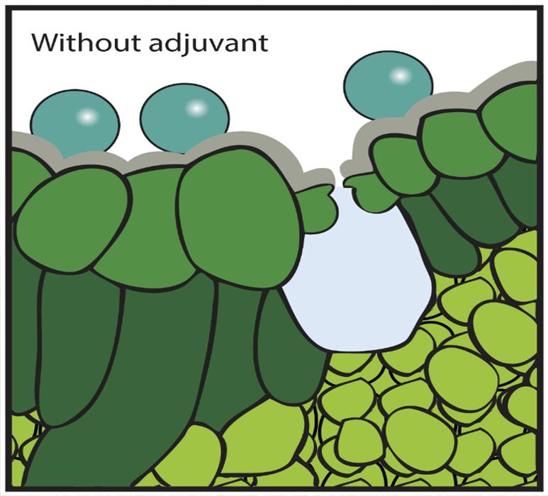 Fertilización foliar Los nutrientes en el estado gaseoso entran en las hojas a través de los estomas