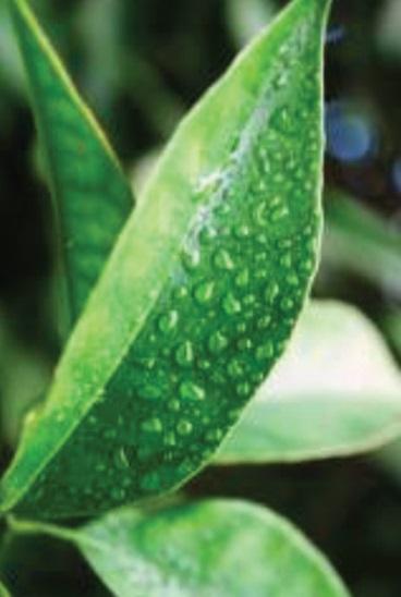 Escurrimiento del fertilizantes de las hojas Lavado del fertilizante por la lluvia