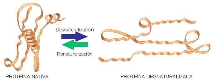 APLICACIÓN: Propiedades proteínas (desnaturalización) La desnaturalización consiste en la pérdida de la conformación espacial (estructura 2ª, 3ª y 4ª) característica de una proteína y, como