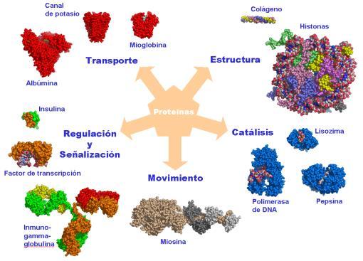 Funciones de las proteínas Los organismos vivos sintetizan