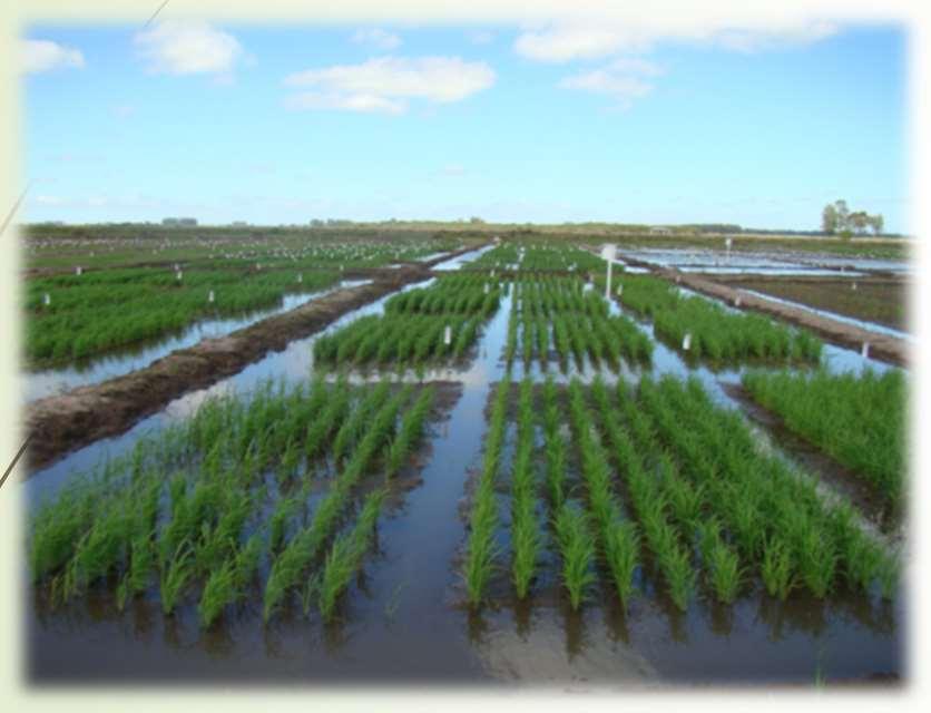 Emisiones de Gases de Efecto Invernadero (GEI) en cultivos de arroz y cultivos de secano N2O CO2 CH4 CH4 N2O CH4 CO2 CH 4 : Potencial de calentamiento global 23 veces