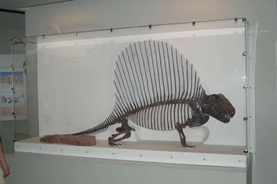 Pelicosaurios, grupo informal que agrupa a sinápsidos primitivos, destacando los que tienen las espinas neurales de las