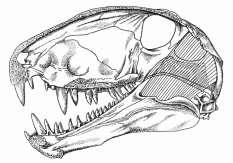 Dimetrodon tiene un cráneo grande, con una orbita relativamente pequeña. Su longitud alcanzaría los 3 metros.