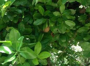 Manilkara zapota (L.) P. Royen Sapotaceae Nombre común: Chicozapote Descripción general: Árbol siempre verde, hasta 40 m de alto, con abundante látex blanco al corte.