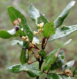 Talisia oliviformis (Kunth) Radlk Sapindaceae Nombre común: Guayo Descripción general: Hojas paripinnadas, de 5 a 15 cm de largo, verde oscuras, coriáceas, compuestas por 1 a 2 pares de hojuelas