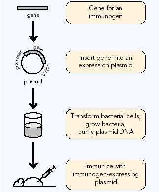 Vacunas DNA Gen inmunógeno Inserción de plasmidios que expresan genes VIH.