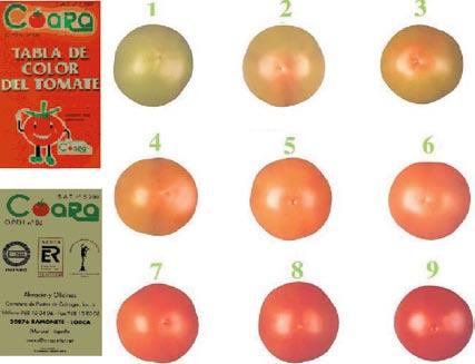 Calibre: Para determinar el calibre de los tomates se utilizó un pie de rey. La medida obtenida determina su clasificación en las diferentes categorías comerciales según la tabla siguiente.