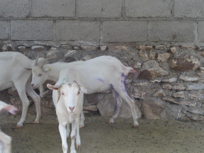 El día 16 de Junio del 2015, lleve a cabo la castración de 6 machos caprinos de diferentes edades con esta acción evitaremos la consanguinidad en el rebaño propiedad de la Sra.