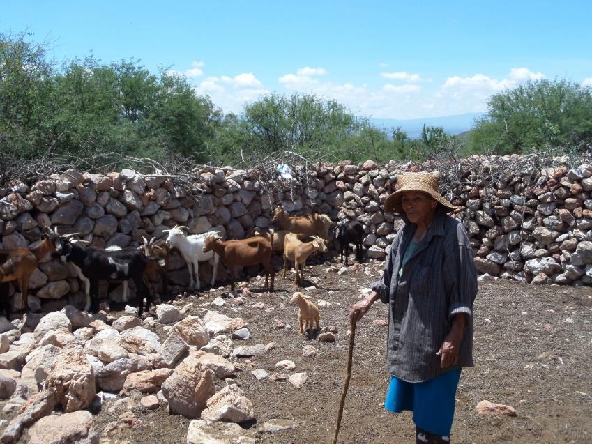 Hortencia Pérez Muñoz con el objetivo de vacunar 15 cabezas de ganado, aplique la Bacterina Exgon 10 dosis de 2.5ml.
