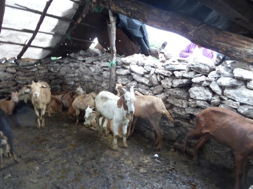 El día 25 de Junio del 2015, visite al Sr. Sirino Martínez Cuevas de la Comunidad de Los Amolitos con la finalidad de revisar 55 cabezas de ganado.