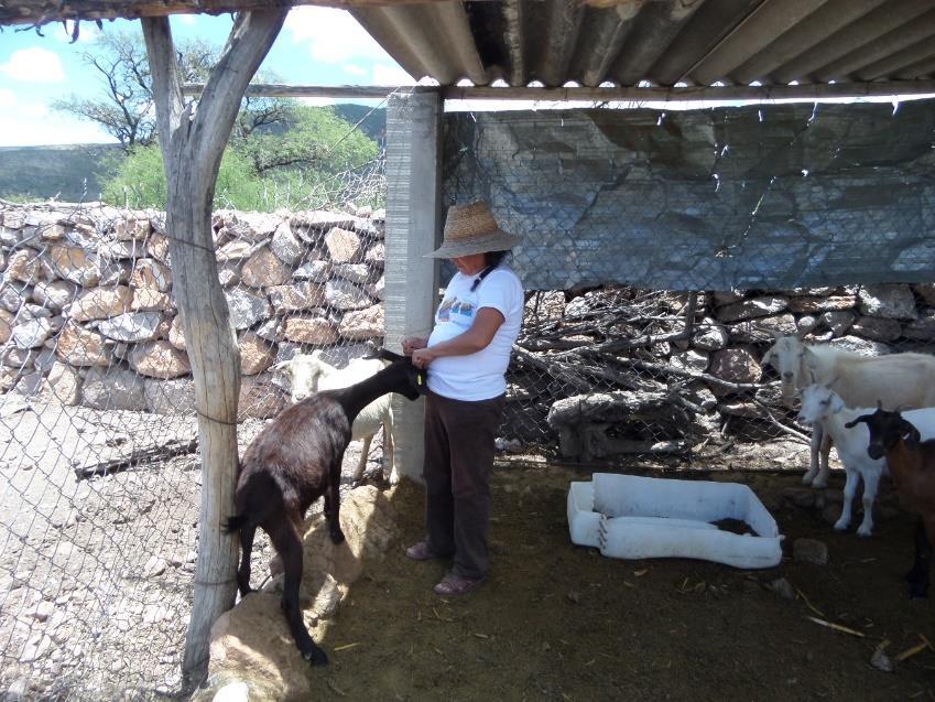 02-06-2015 Mamá de la productora sujetando el ganado para vitaminar y aplicar selenio. El día 2 de junio del 2015, visita a la Sr.