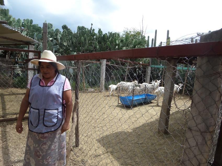 El 15 de junio del 2015, fui con la Sra. Angélica Martínez Esquivel de la comunidad de Rancho Nuevo Sombrerete para vitaminar y aplicar selenio a 25 cabezas de ganado.